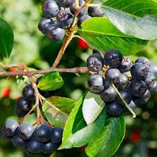 Black Myrtillus Fruit Planting Seeds Pack