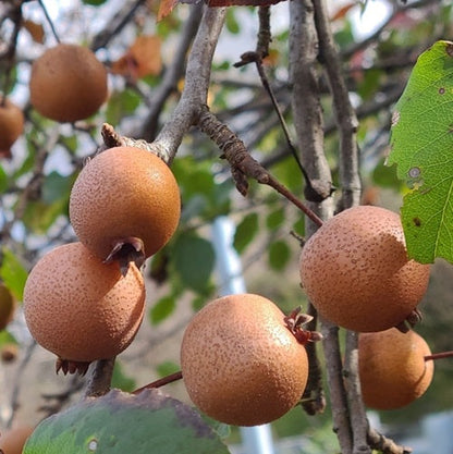 Birchleaf Pear (Pyrus betulifolia) Seeds