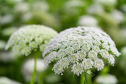 ammi flower seeds Bishop'S Flower Ammi Majus – False Queen Anne'S Lace Seeds Organic Garden Seeds – Pure Asia Seeds