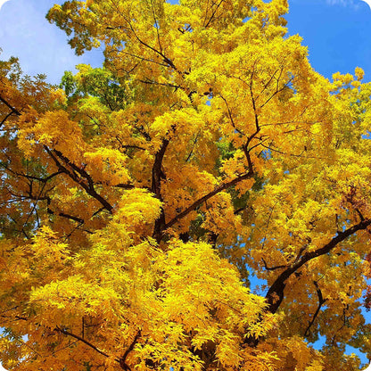 Bitternut Hickory Carya Cordiformis Seeds heirloom non-gmo organic garden seeds