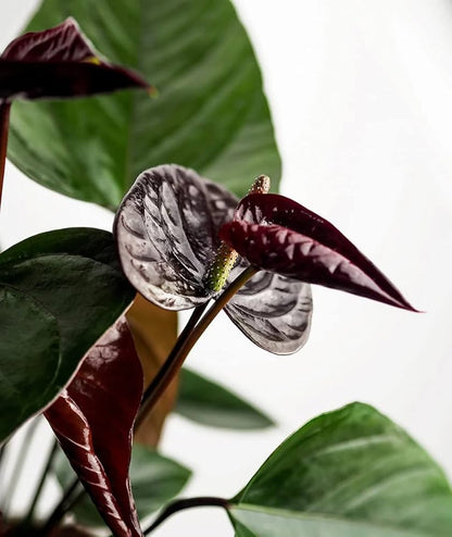 Black Anthurium Plant Growing Indoors
