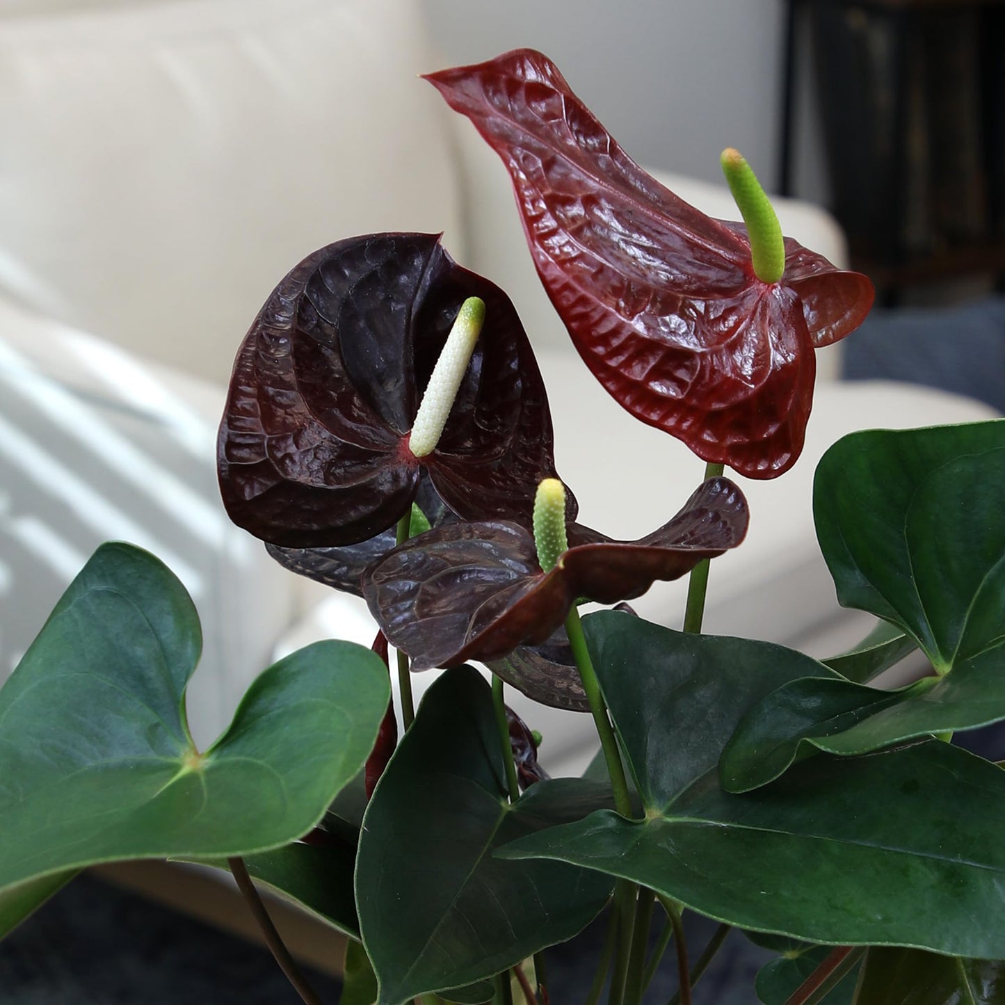 Black Anthurium Seeds for Easy Planting