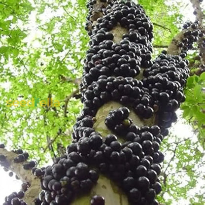 Black Brazilian Grape Fruit Seeds For Planting heirloom non-gmo organic garden seeds