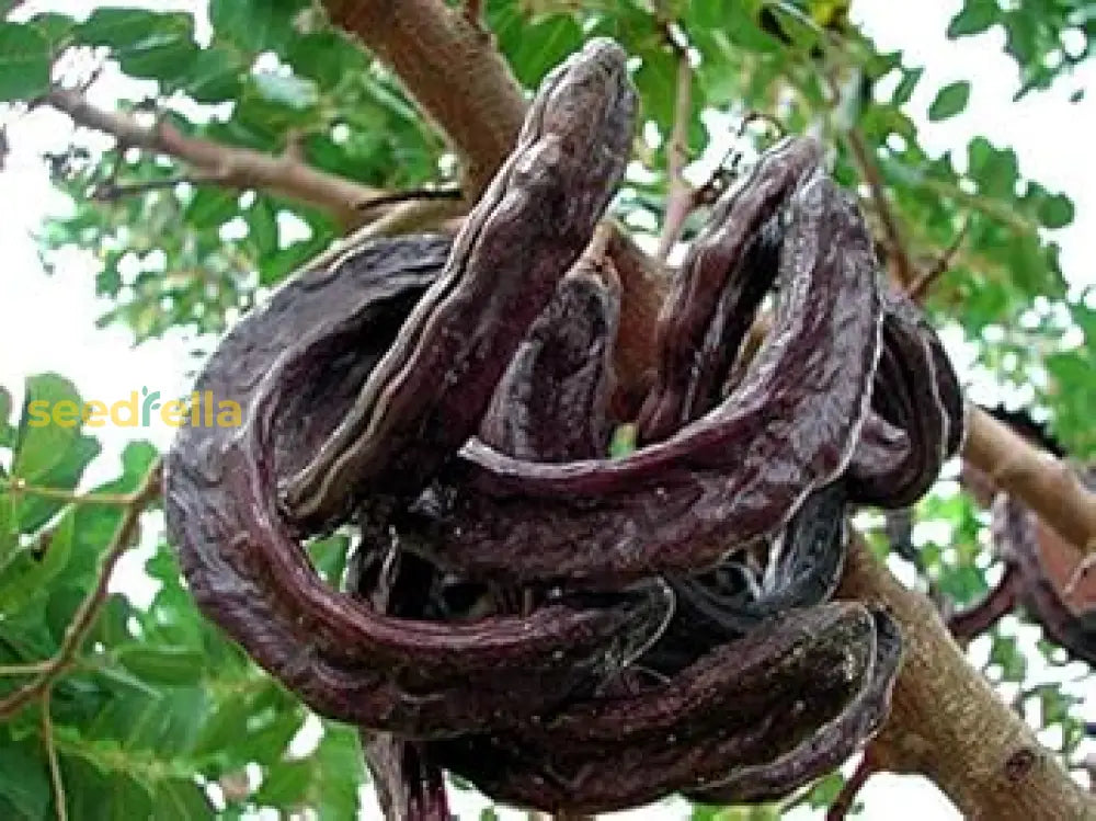 Black Carob Tree Seeds For Planting heirloom non-gmo organic garden seeds