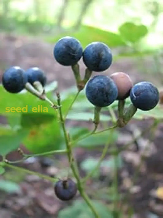 Black Caulophyllum Seeds For Planting heirloom non-gmo organic garden seeds