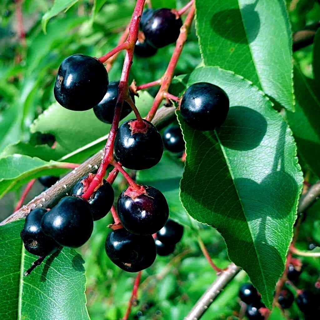 Black Cherry (Prunus serotina) Fruit Tree Seeds – Fragrant White Flowers