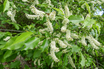 Black Cherry Flower Seeds