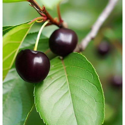Black Cherry Tree Seeds for Planting