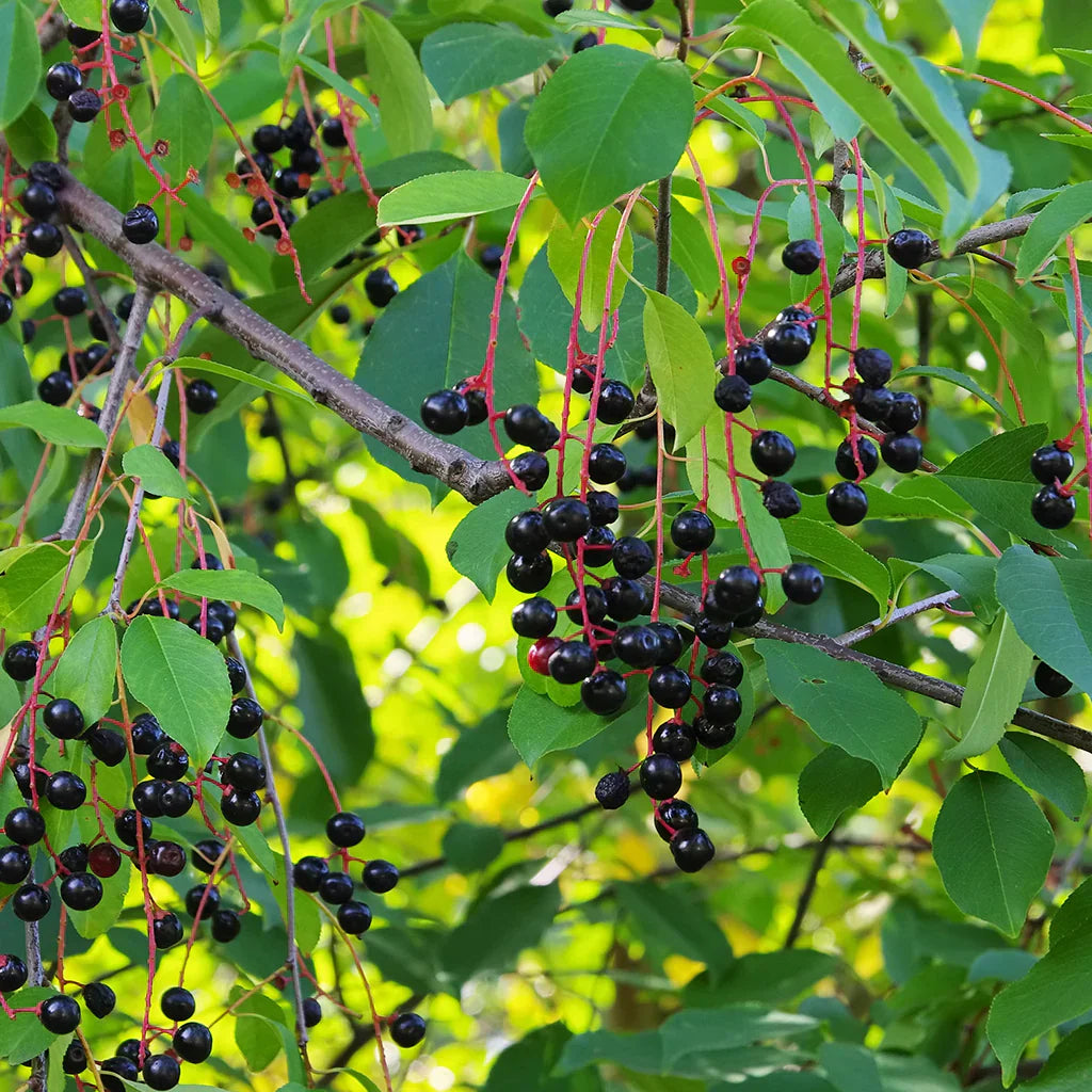 Black Cherry Tree Seeds for Planting