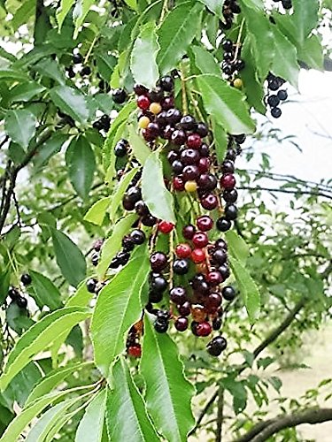 Black Cherry (Prunus serotina) Fruit Tree Seeds – Fragrant White Flowers