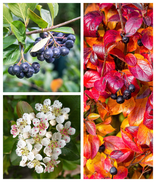 Black Chokeberry Aronia Melanocarpa Fruit Shrub Seeds – White Flowering Berry Bush heirloom non-gmo organic garden seeds