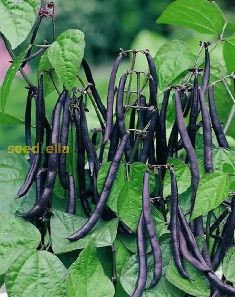 Black Coco Bean Seeds for Planting