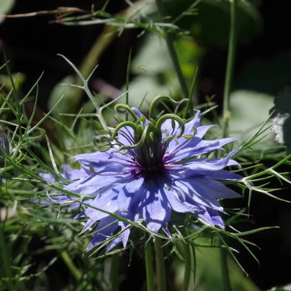 Black Cumin Nigella Sativa Seeds heirloom non-gmo organic garden seeds