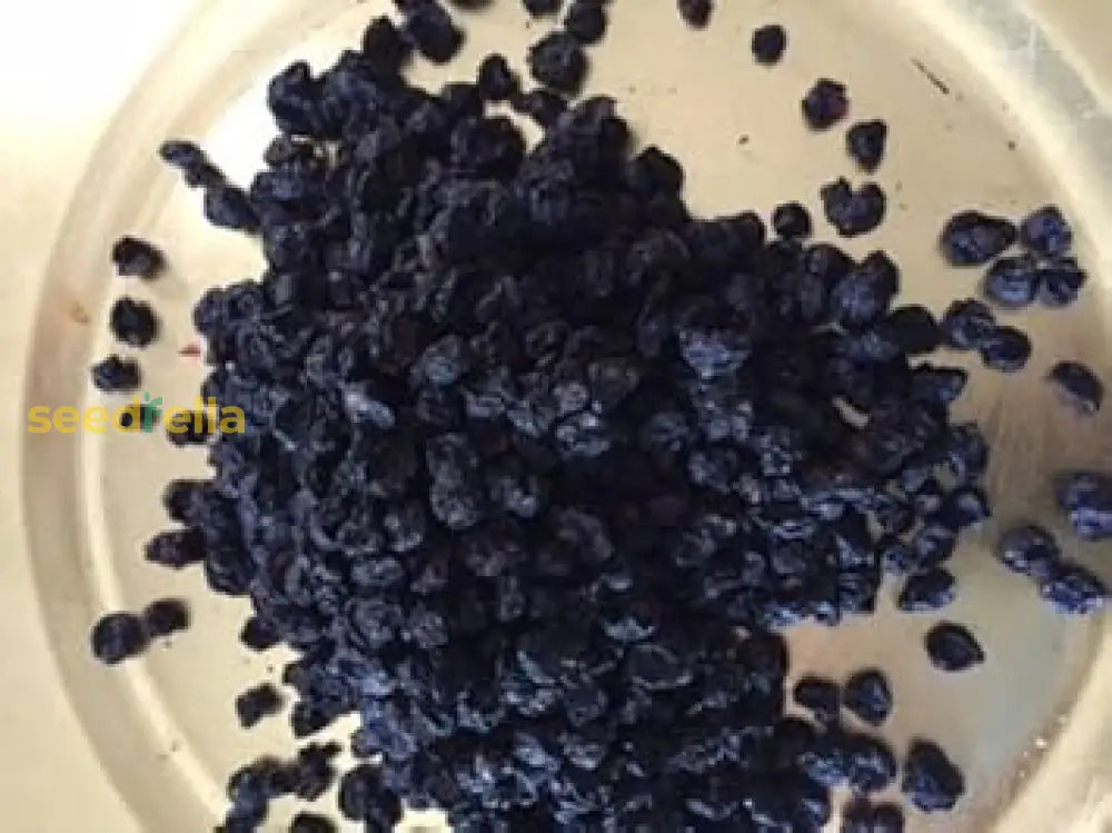 Black Currant Plant Seeds For Easy Planting heirloom non-gmo organic garden seeds