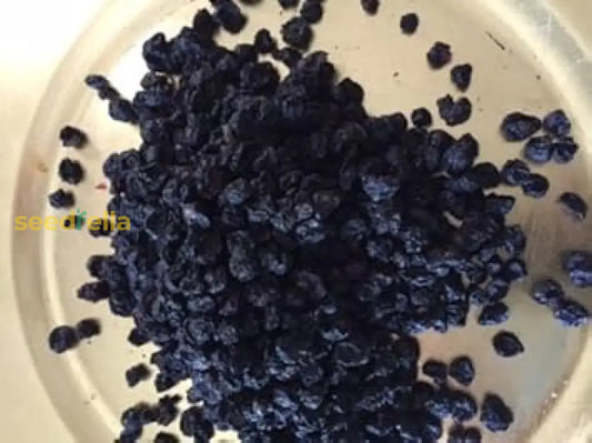 Black Currant Plant Seeds For Easy Planting heirloom non-gmo organic garden seeds