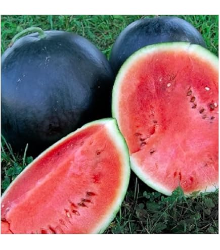Florida Giant Watermelon (Cannon Ball, Black Diamond) Citrullus Fruit Seeds