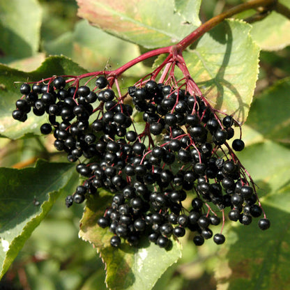 Black Elderberry (Sambucus nigra) Seeds