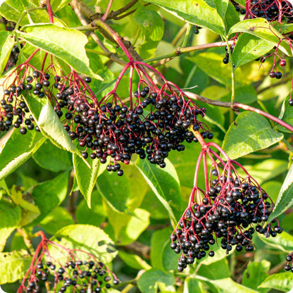 Black Elderberry Sambucus Nigra Seeds heirloom non-gmo organic garden seeds