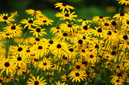 Black Eyed Susan Rudbeckia Hirta Yellow Heirloom Native Flower Seeds heirloom non-gmo organic garden seeds