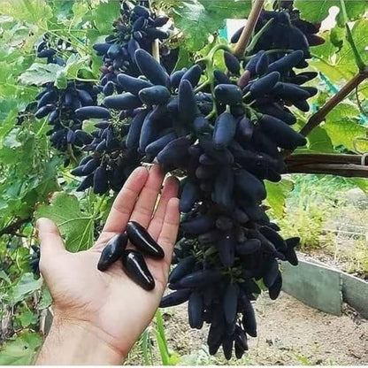 Black Finger Grape (Vitis Vinifera) Fruit Vine Seeds