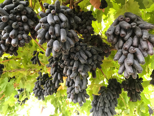 Black Finger Grape Vitis Vinifera Fruit Vine Seeds heirloom non-gmo organic garden seeds
