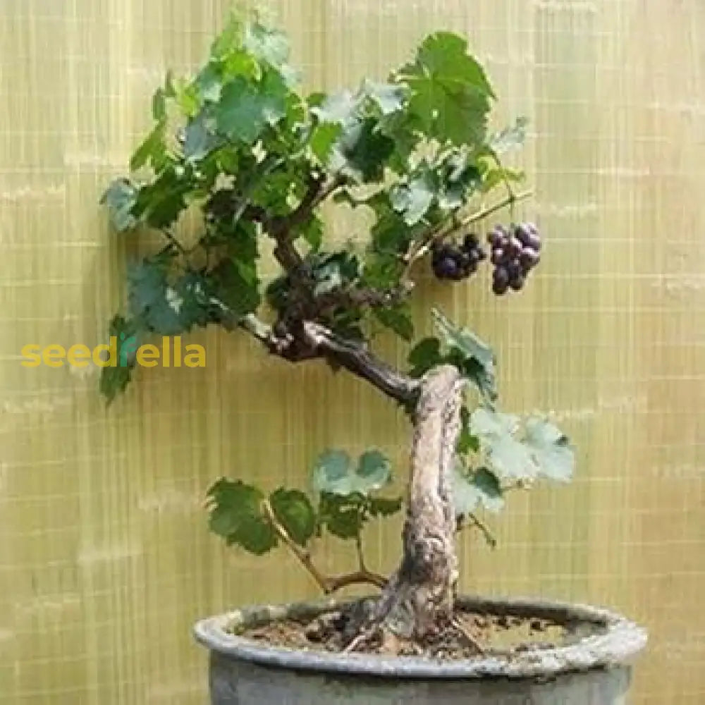 Black Grape Fruit Planting Seeds | Grow Delicious Grapes At Home heirloom non-gmo organic garden seeds