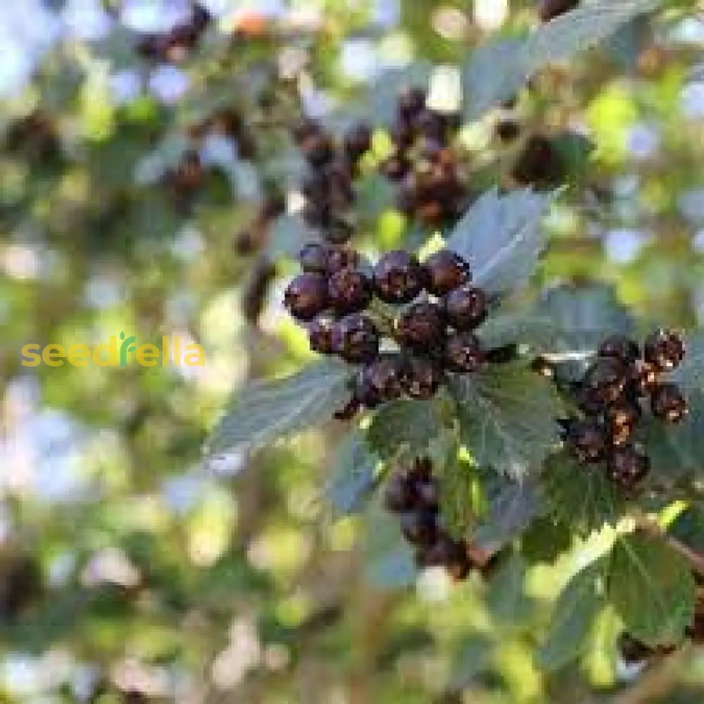 Black Hawthorn Seeds For Planting: Premium Quality Fruit Planting Seeds heirloom non-gmo organic garden seeds