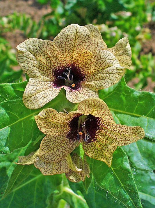 Black Henbane Hyoscyamus Niger Nightshade Flower Seeds heirloom non-gmo organic garden seeds