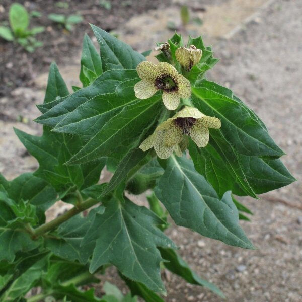 黒いヒヨス（Hyoscyamus niger）ナス科の花の種