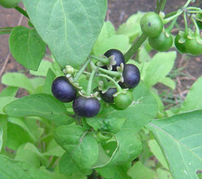 Garden Huckleberry (Ground Cherry) Solanum Melanocerasum Berry Fruit Bush Seeds