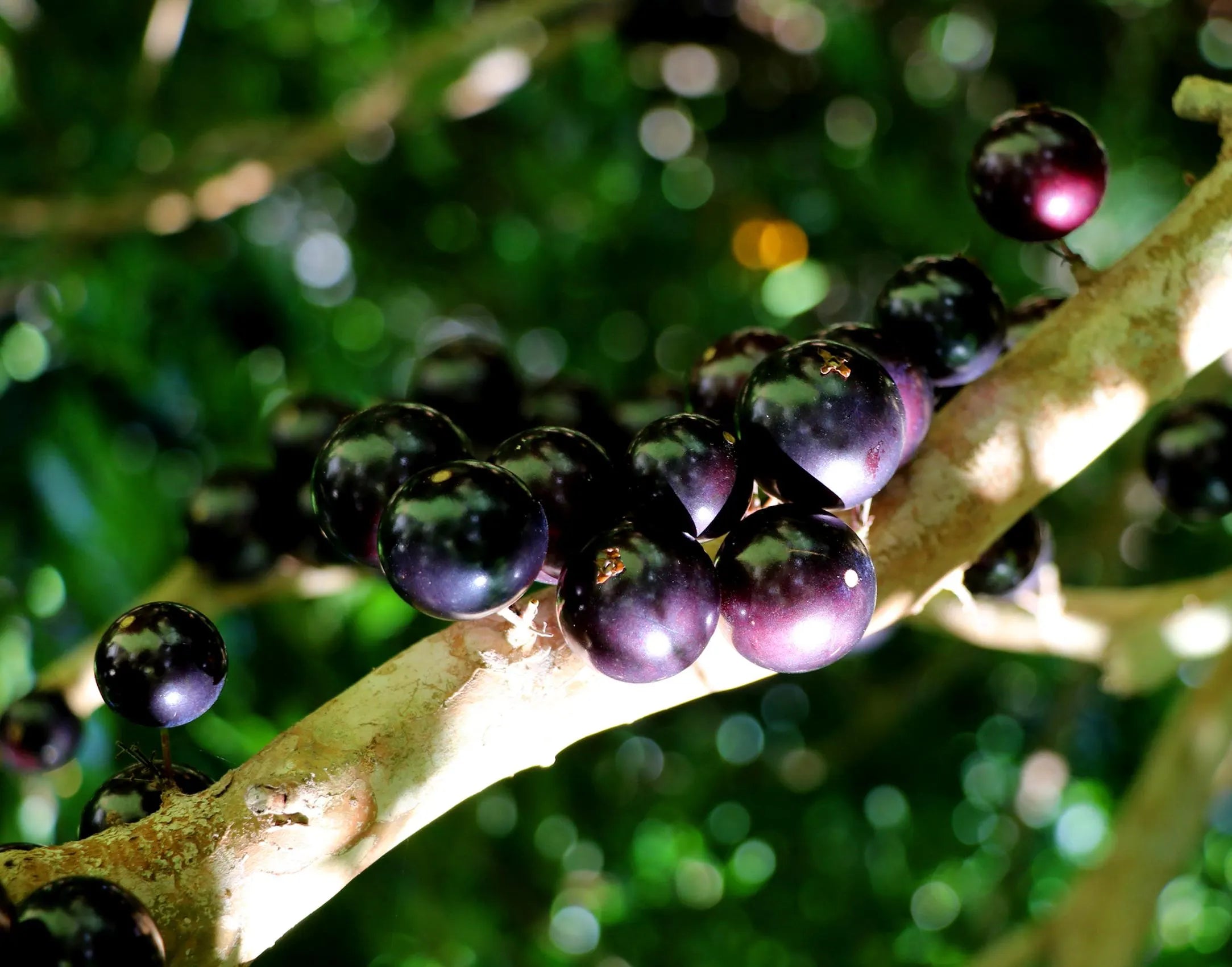 Black Jabuticaba Fruit Seeds For Planting Grow Unique Edible Fruits heirloom non-gmo organic garden seeds