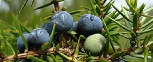 Black Juniper Berry Seeds For Planting heirloom non-gmo organic garden seeds