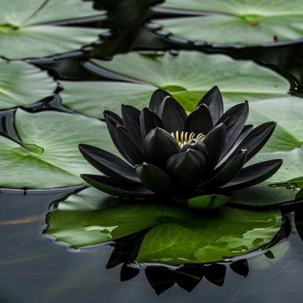Black Lotus Seeds – Rare Dark Aquatic Flower for Exotic Garden Ponds