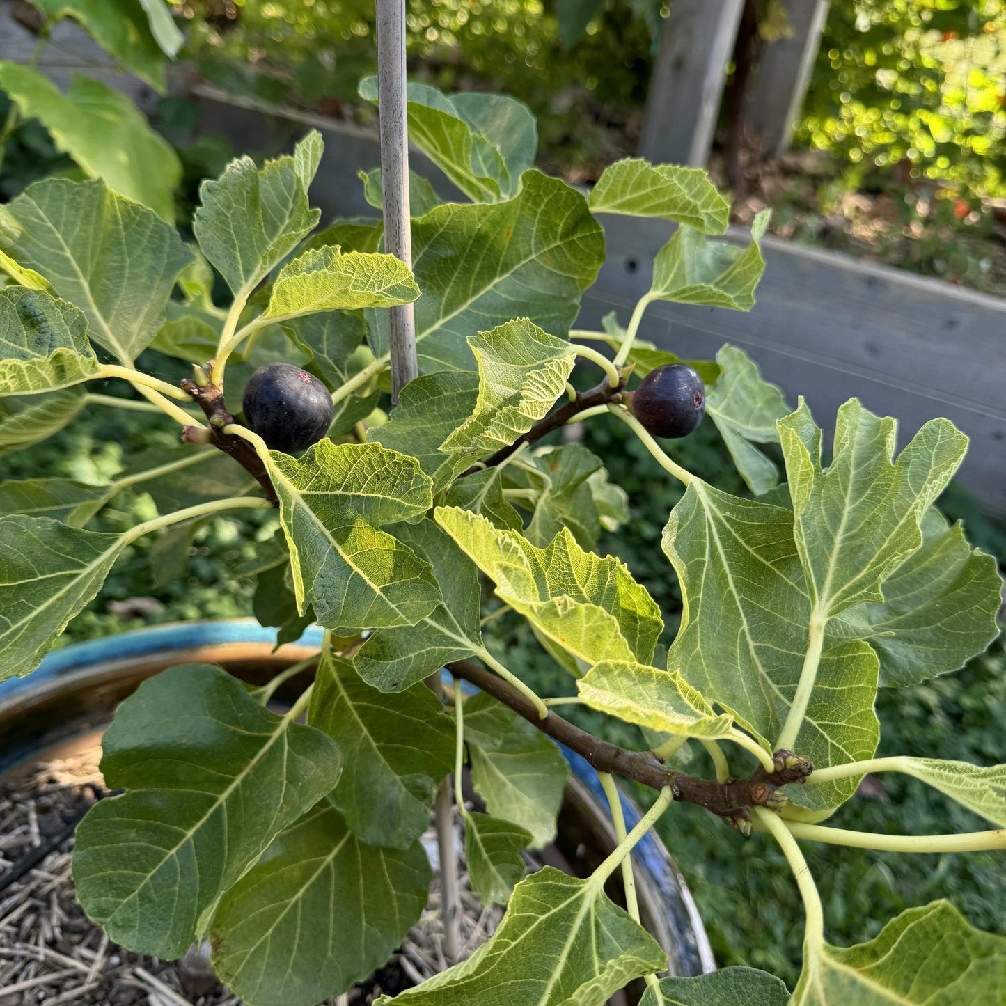 Black Madeira Fig Fruit Seeds