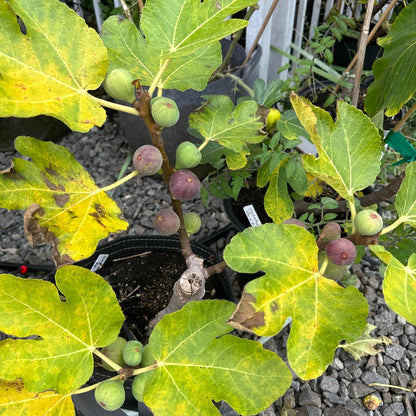 Black Madeira Fig Fruit Seeds
