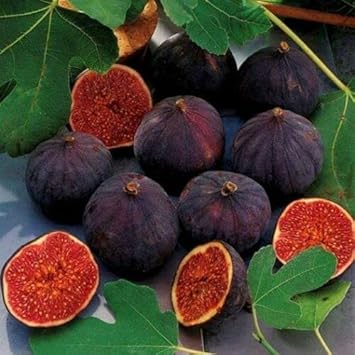 Plant Black Mission Fig Seeds Cultivate Sweet And Tasty Figs heirloom non-gmo organic garden seeds