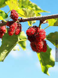 Red Mulberry (Morus rubra) Tree Shrub Seeds – Black Fruit, Hardy Shrub