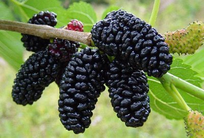 Black Mulberry (Morus nigra) Seeds