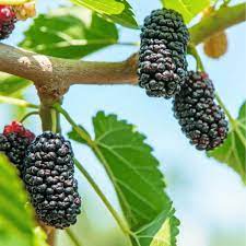 Black Mulberry (Morus nigra) Seeds
