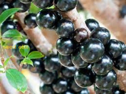 Black Myrciaria Cauliflora Seeds For Fruit Planting heirloom non-gmo organic garden seeds