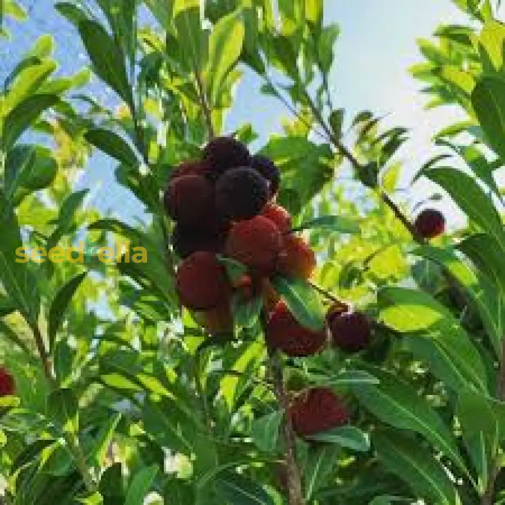 Black Myrica Rubra Seeds For Planting | Premium Fruit Seeds heirloom non-gmo organic garden seeds