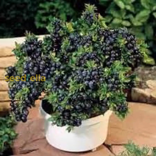 Black Myrtillus Fruit Planting Seeds Pack heirloom non-gmo organic garden seeds