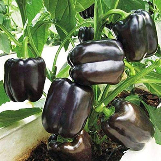 Black Pepper Vegetable Seeds Planting Spicy heirloom non-gmo organic garden seeds