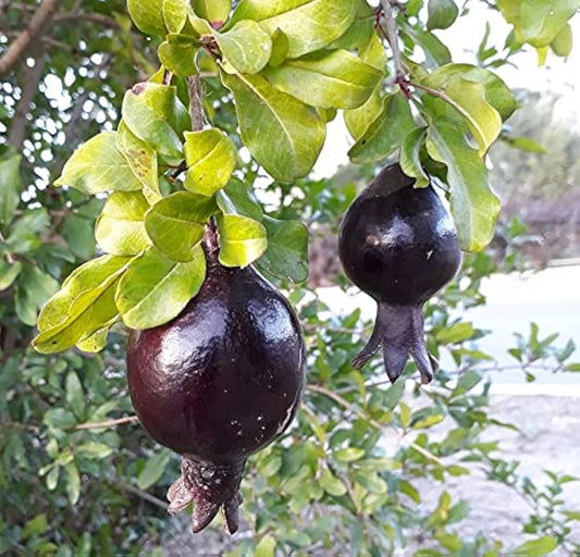 Black Pomegranate Seeds For Planting heirloom non-gmo organic garden seeds