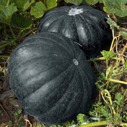 Black Pumpkin Seeds For Planting heirloom non-gmo organic garden seeds