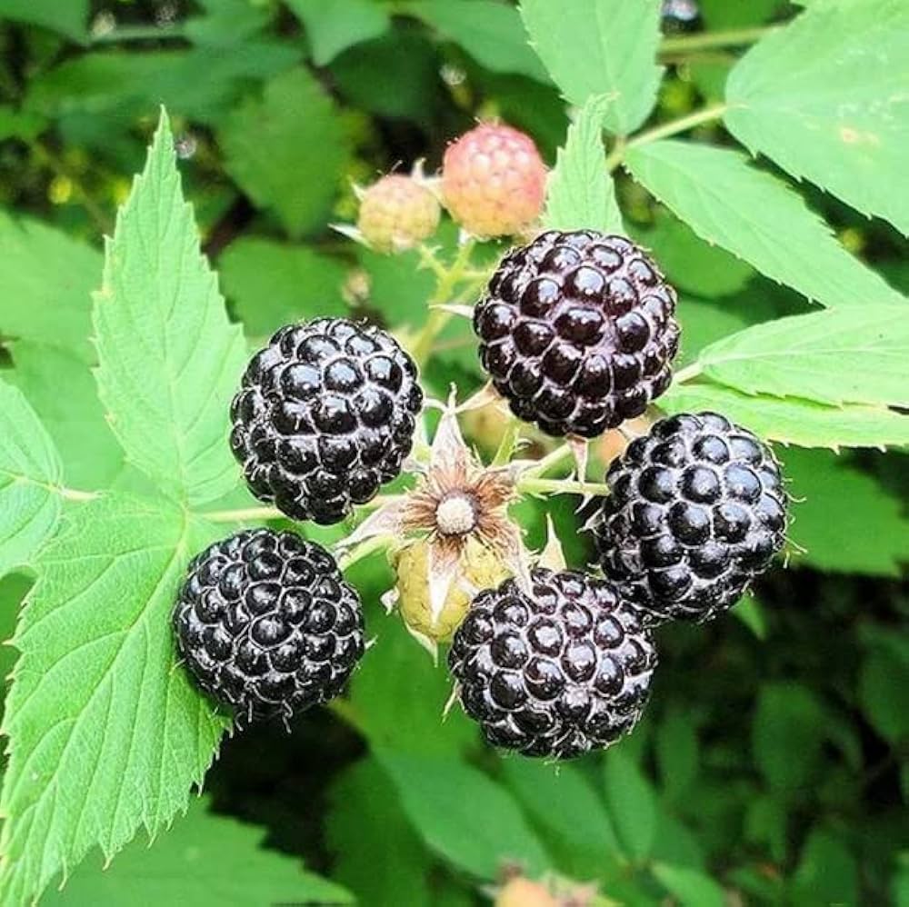 Black Raspberry (Rubus occidentalis) Seeds