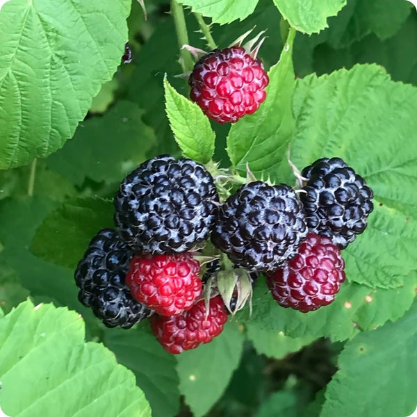 Black Raspberry Rubus Occidentalis Seeds heirloom non-gmo organic garden seeds