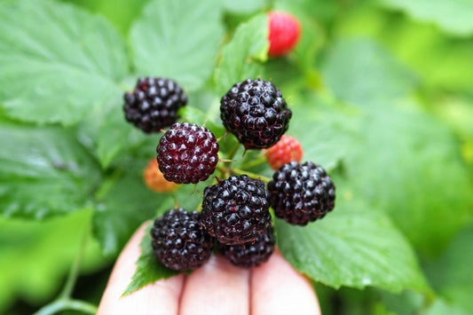 Black Raspberry Rubus Leucodermis Fruit Bush Vine Seeds – Sweet Black Fruit, Hardy Perennial heirloom non-gmo organic garden seeds