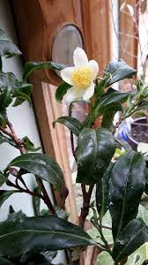 Tea Plant (Camellia Sinensis) Black & Green Drinking Tea Evergreen Tree Shrub Flower Seeds