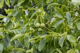 Black Walnut Tree Seeds - Juglans nigra